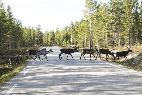Vestre Sorken Feriegard Landsteder *